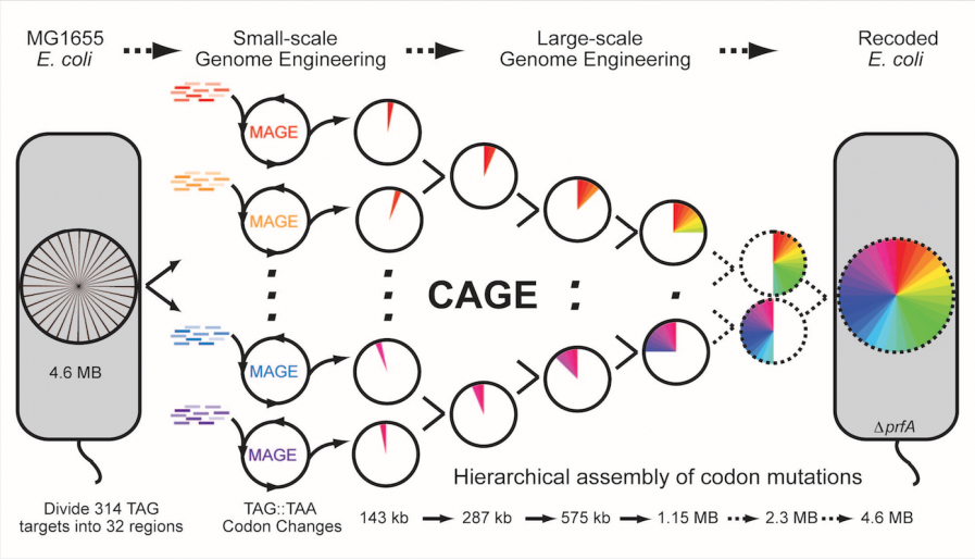 Engineering a new genetic code using MAGE and CAGE