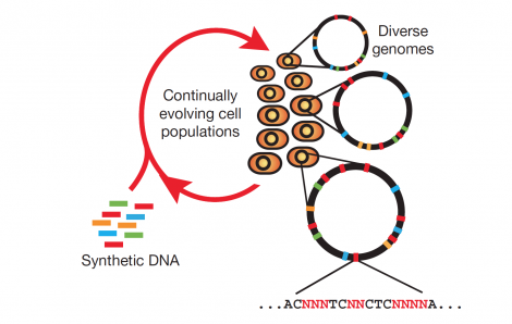  Multiplex automated genome engineering enables the rapid and continuous generation of sequence diversity at many targeted chromosomal locations across a large population of cells through the repeated introduction of synthetic DNA.