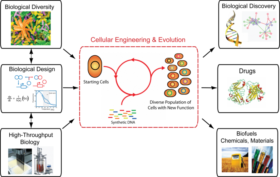 Engineering and Evolving Biology.   An integrated approach to better understand, engineer and harness biological systems.