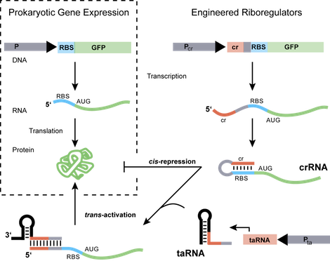 Engineered Riboregulation. The engineered riboregulation system contains a short sequence (cis-repressed, cr, red) inserted downstream of a promoter (Pcr) and upstream of the ribosome binding site (RBS. blue). Following transcription, the cr sequence, which is complementary to the RBS, drives the formation of a stem-loop in the 5'-UTR that prevents ribosome docking and represses translation (cis-repression). The resulting mRNA is referred to as cis-repressed RNA (crRNA). A second independent promoter (Pta) is responsible for the transcription of a small, noncoding RNA (trans-activating RNA, taRNA), which targets its cognate crRNA with high specificity. The subsequent RNA-RNA linear-loop interaction promotes structural rearrangement of the crRNA, thus exposing the obstructed RBS and enabling translation.